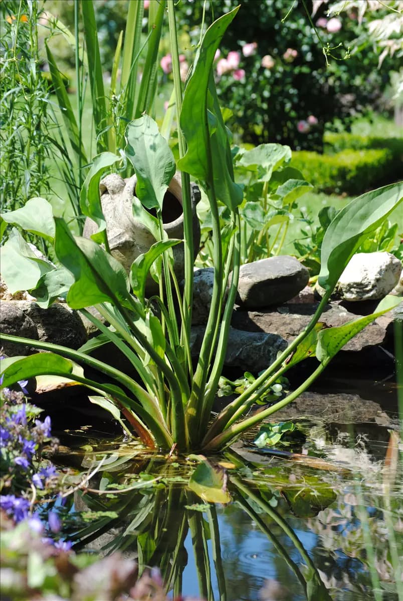 Alisma plantago-aquatica ssp.plant.-aquat. Gewöhnlicher Froschlöffel