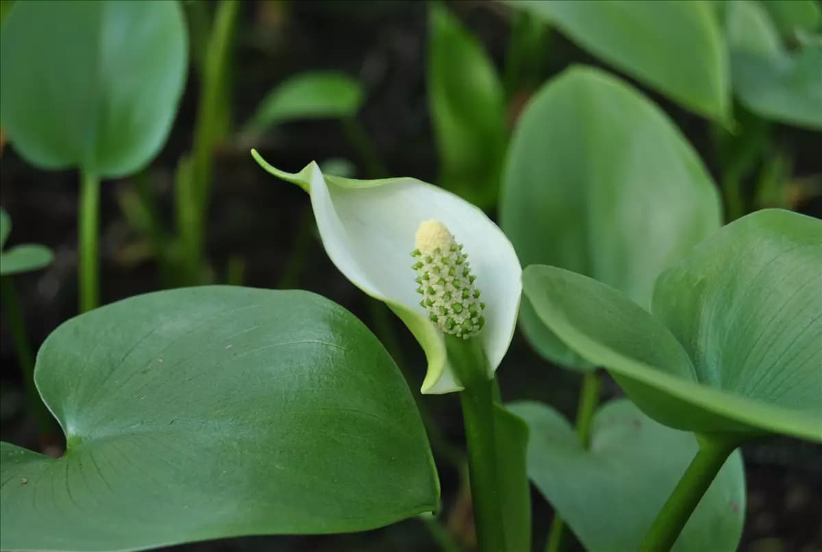 Calla palustris Schlangenwurz