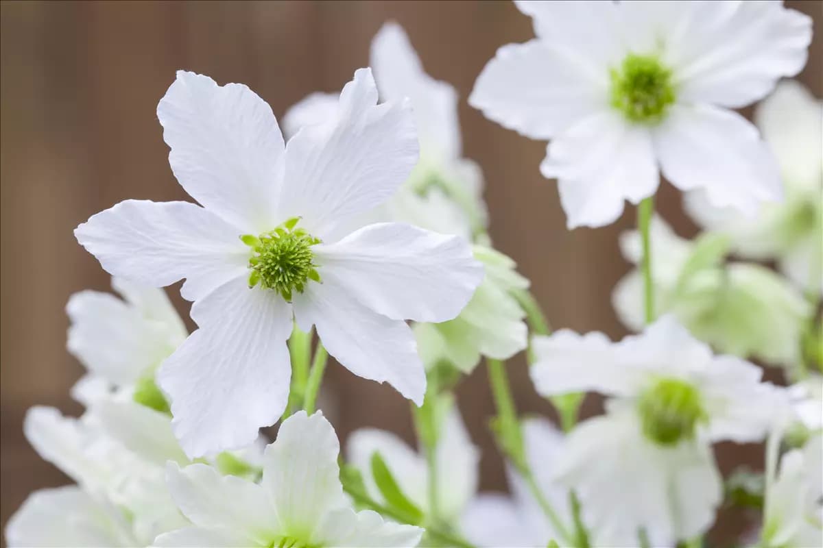 Clematis 'Early Sensation' Waldrebe 'Early Sensation'