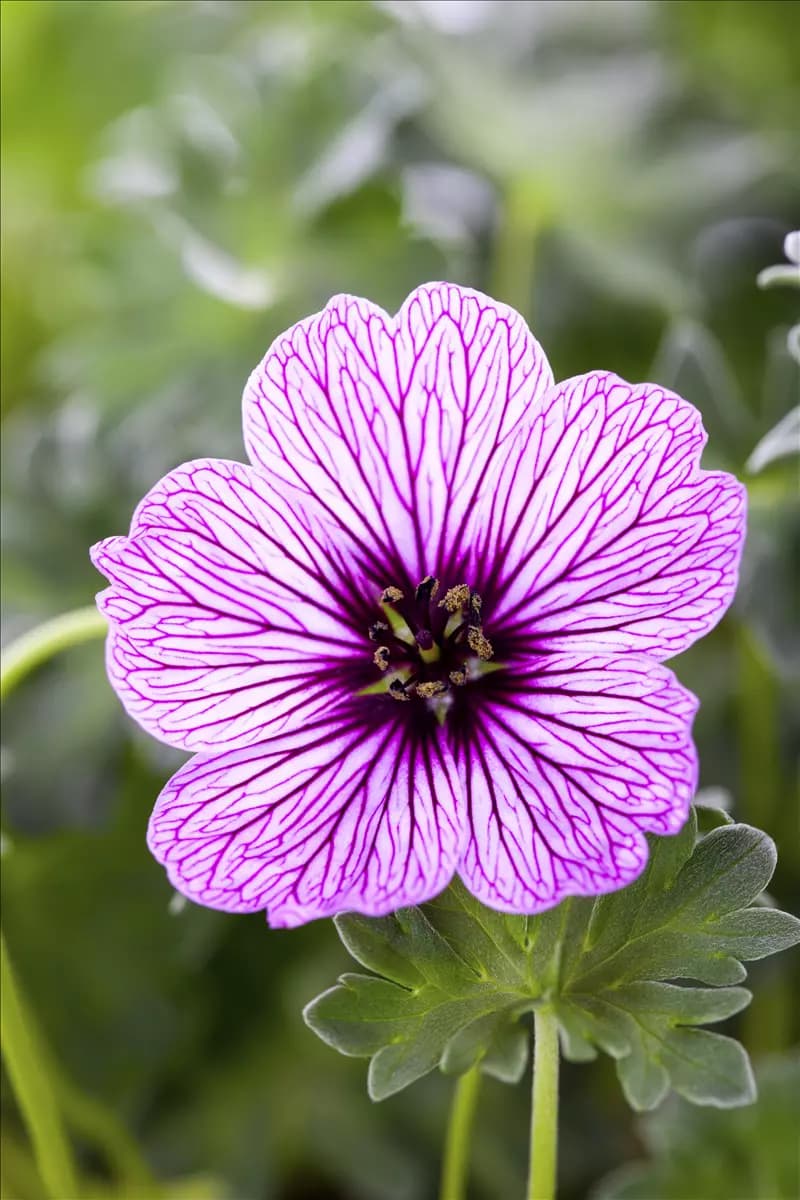 Geranium cinereum 'Ballerina' Aschgrauer Garten-Storchschnabel
