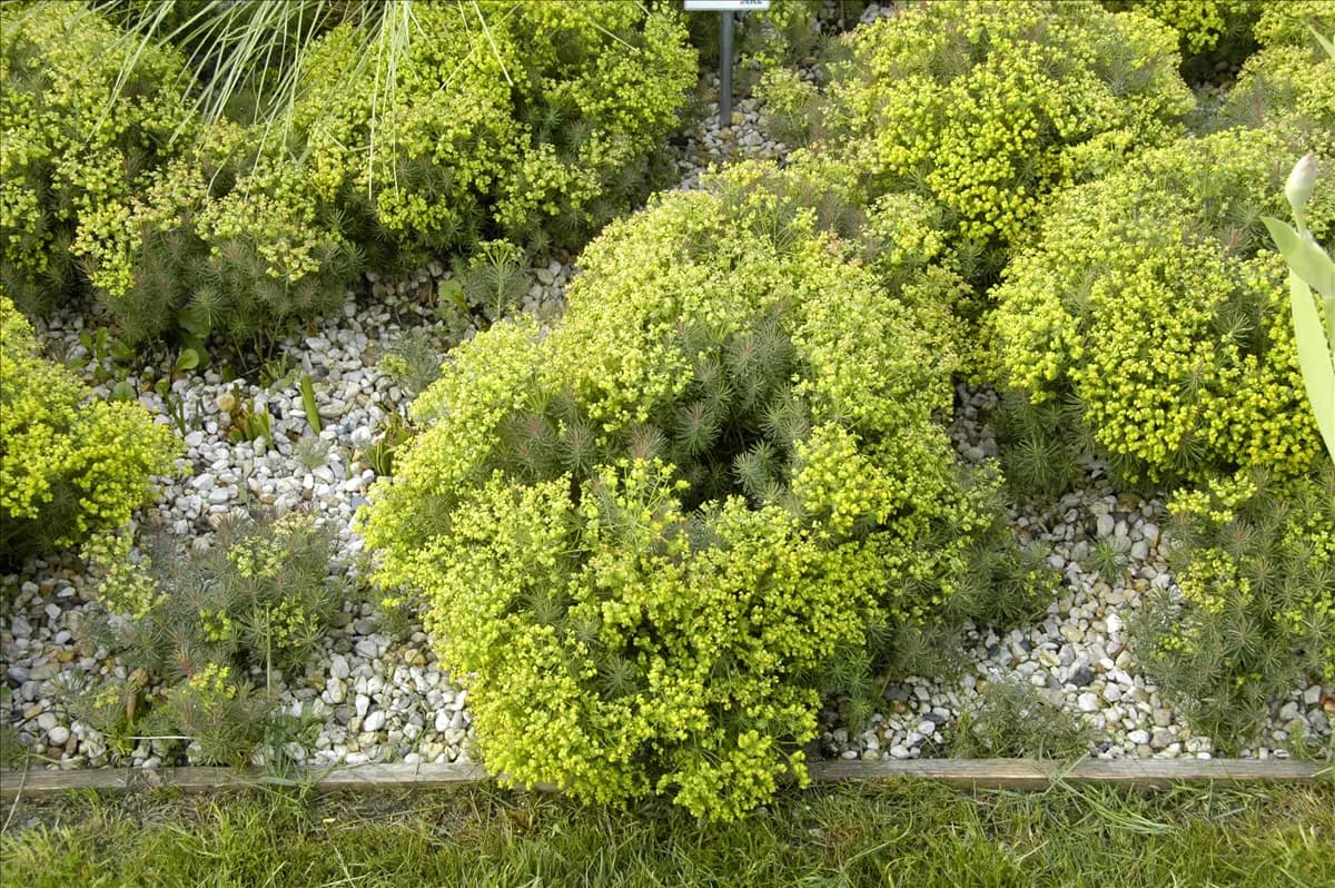 Euphorbia cyparissias 'Fens Ruby' Garten-Zypressen-Wolfsmilch