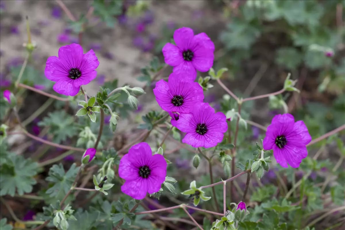 Geranium cinereum subcaulesc.'Giuseppii' Aschgrauer Garten-Storchschnabel