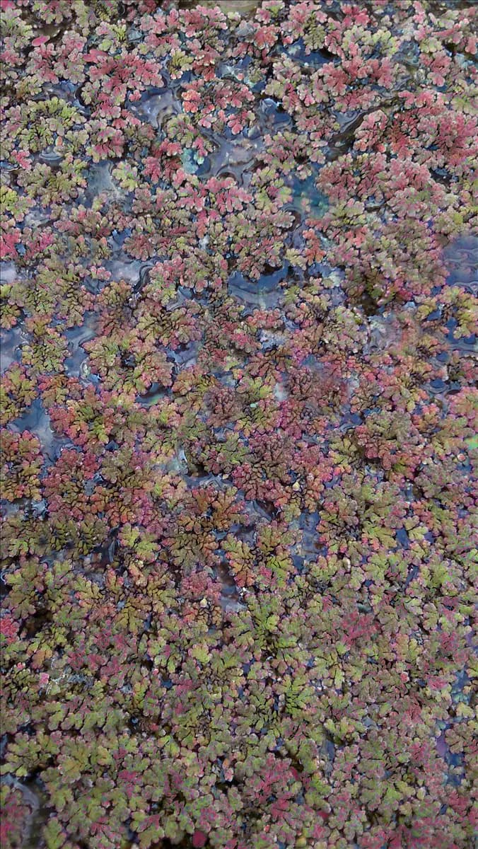 Azolla caroliniana Algenfarn