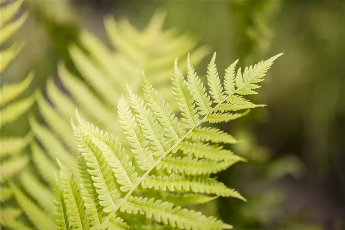 Dryopteris affinis Goldschuppenfarn