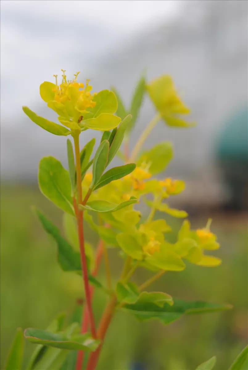 Euphorbia palustris Sumpf-Wolfsmilch