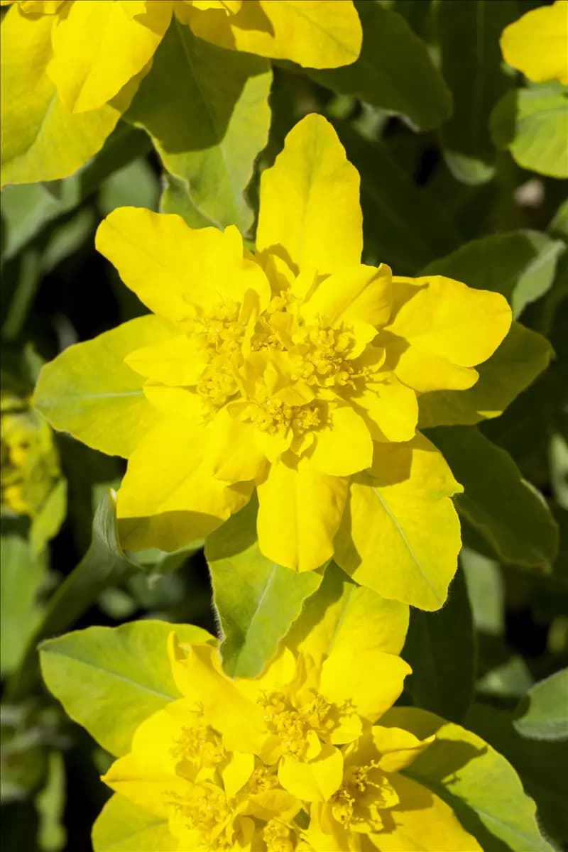 Euphorbia polychroma Gold-Wolfsmilch