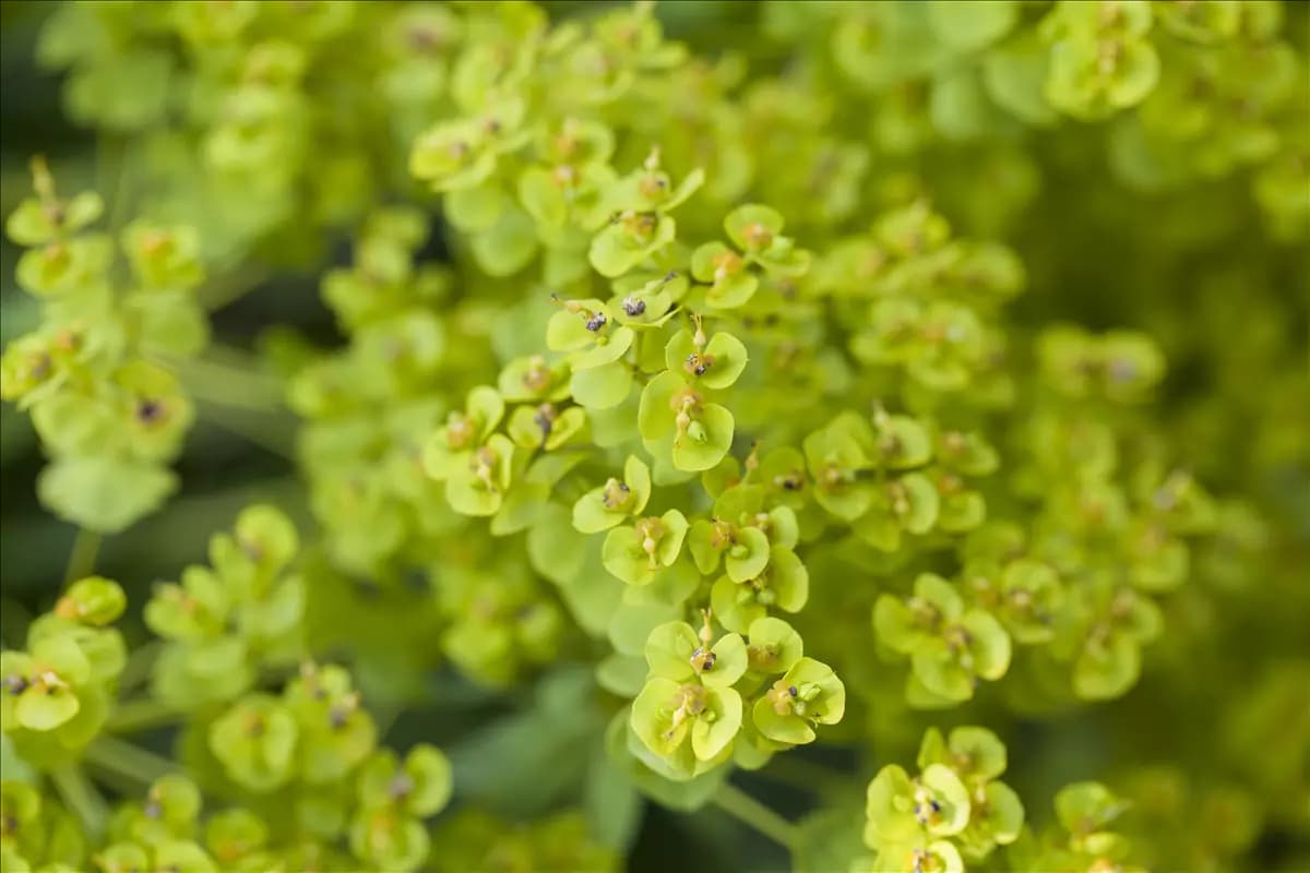 Euphorbia seguieriana ssp.niciciana Bläuliche Wolfsmilch