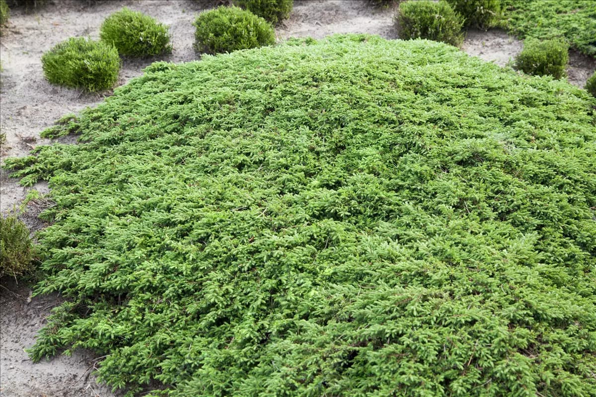 Juniperus com.'Green Carpet' Kriechwacholder 'Green Carpet'
