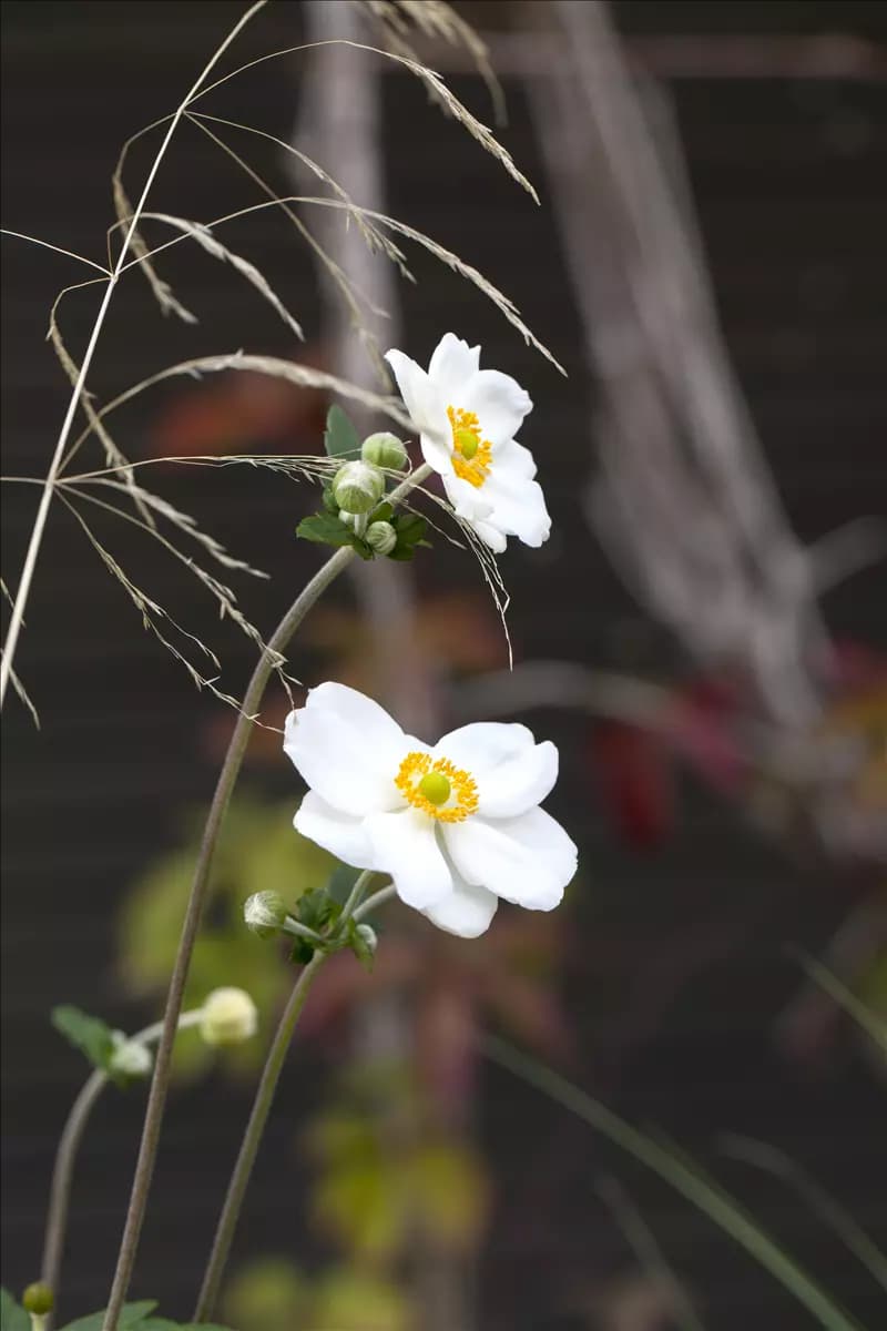 Anemone japonica 'Honorine Jobert' Garten-Herbst-Anemone