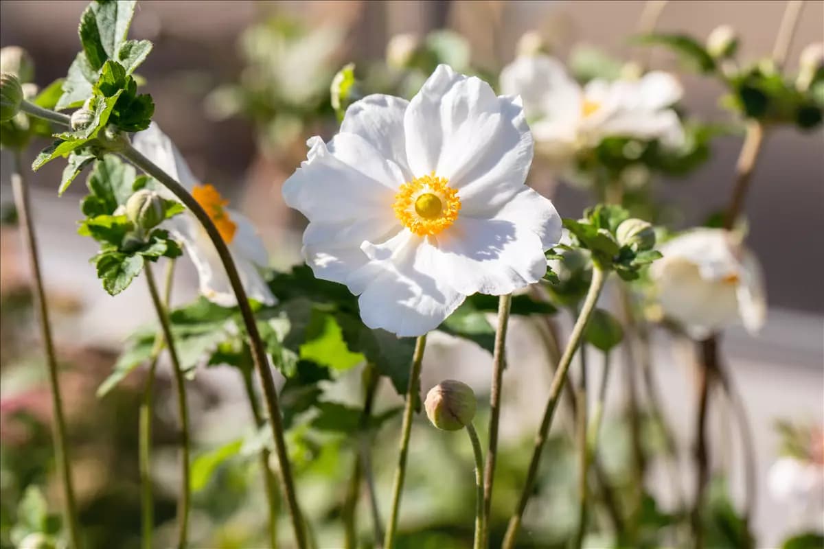 Anemone japonica 'Andrea Atkinson' Garten-Herbst-Anemone