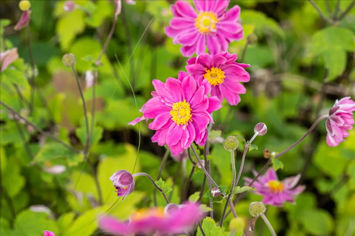 Anemone japonica 'Pamina' Garten-Herbst-Anemone