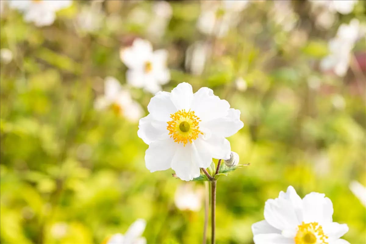 Anemone japonica 'Whirlwind' Garten-Herbst-Anemone