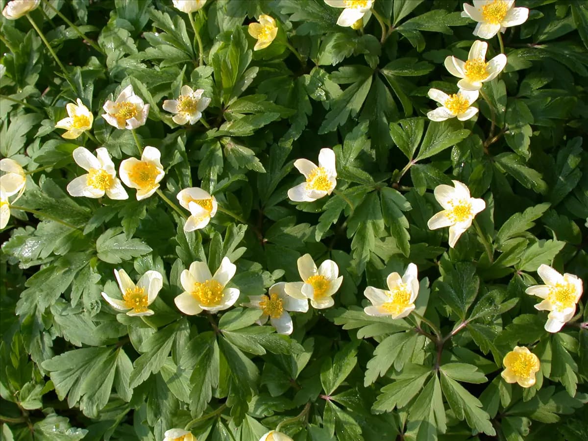Anemone nemorosa Busch-Windröschen