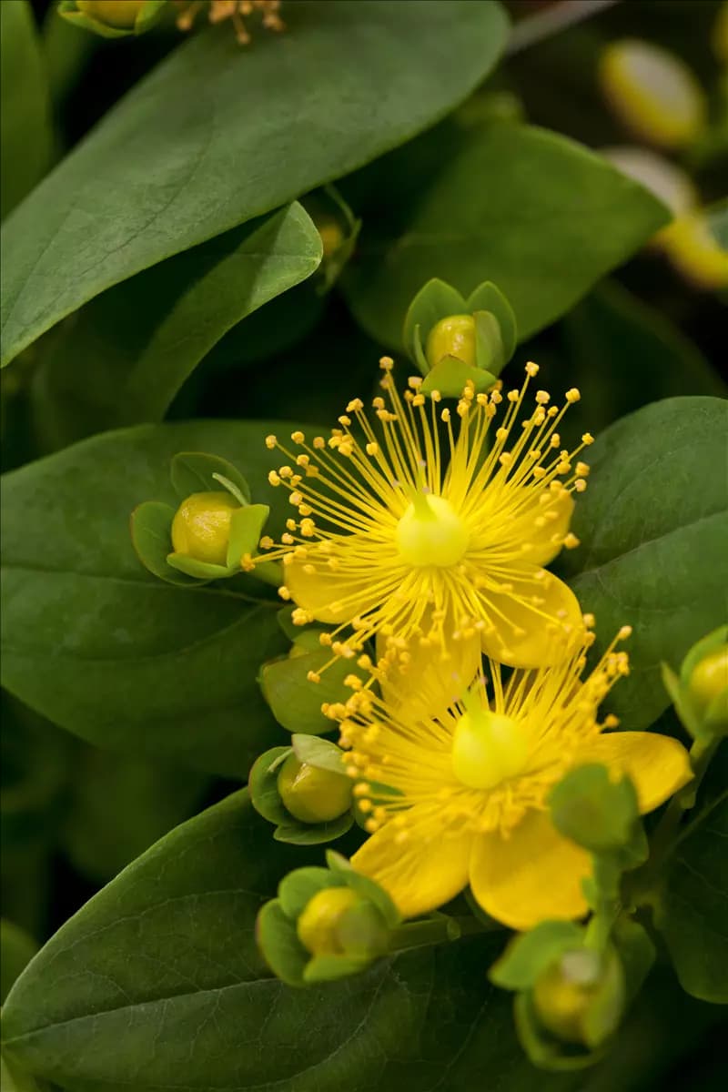 Hypericum calycinum 'Rose von Sharon' Teppich-Johanniskraut