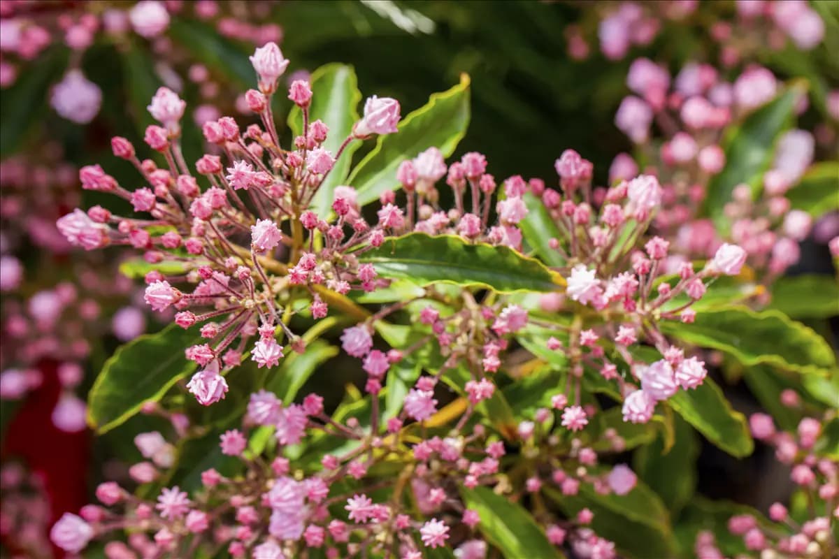 Kalmia latifolia Berglorbeer