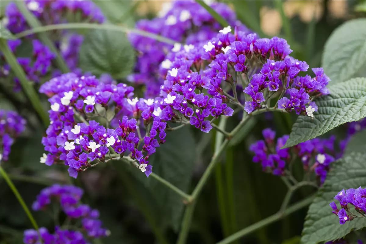 Limonium latifolium Breitblättriger Steppenschleier