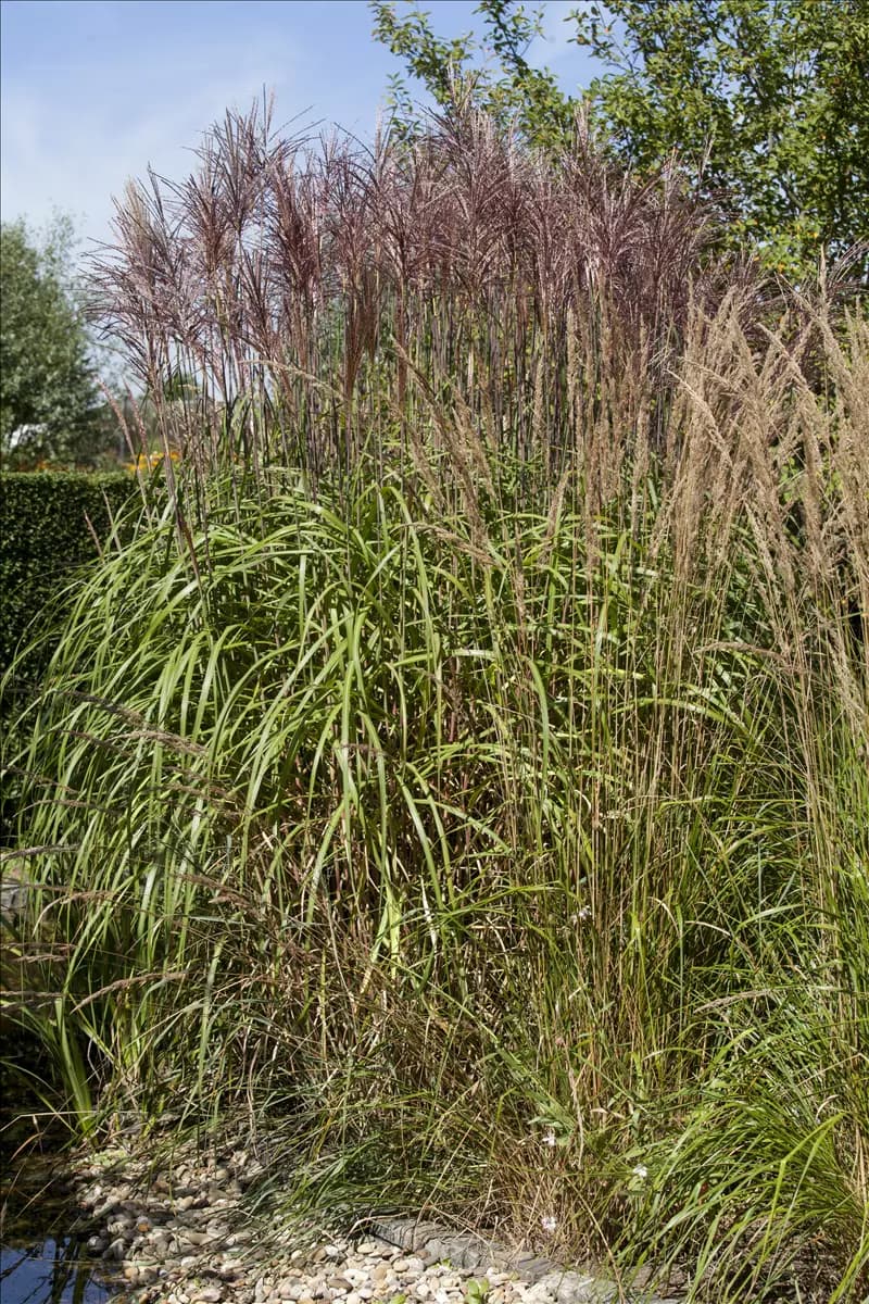 Phragmites australis Gewöhnliches Schilf