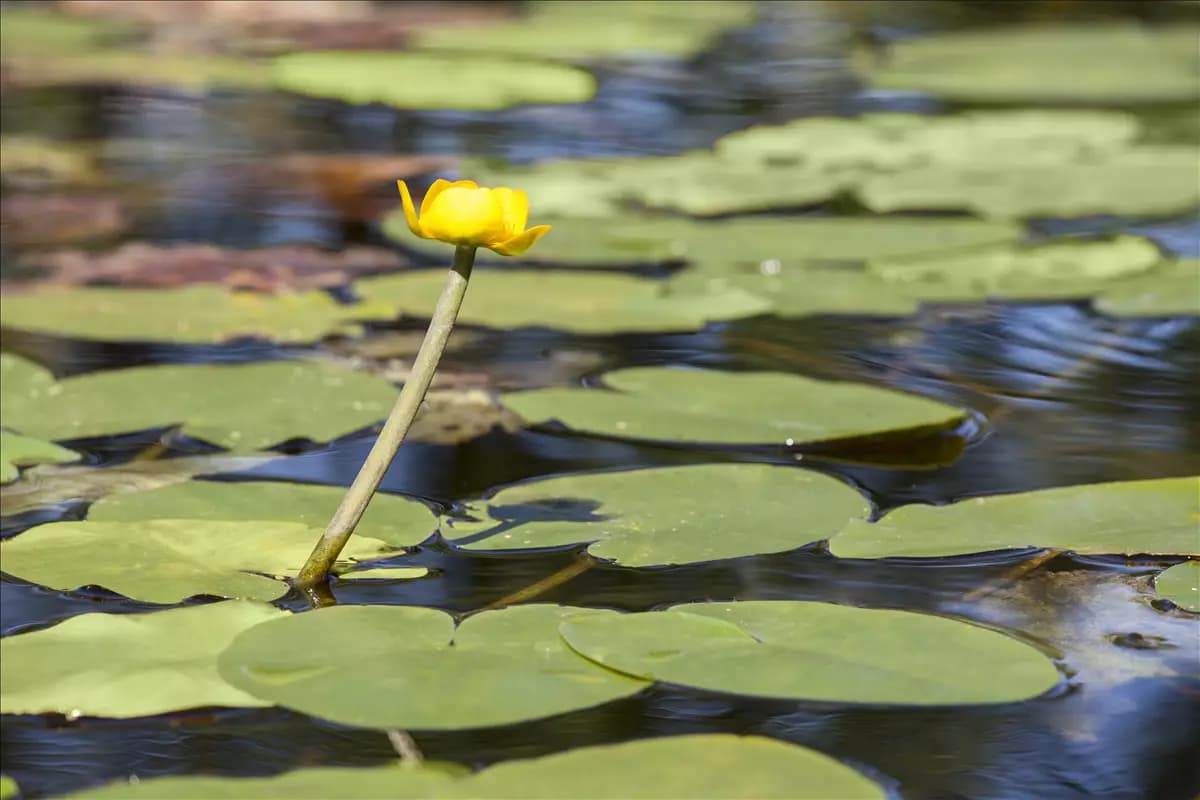 Nuphar lutea Große Teichrose
