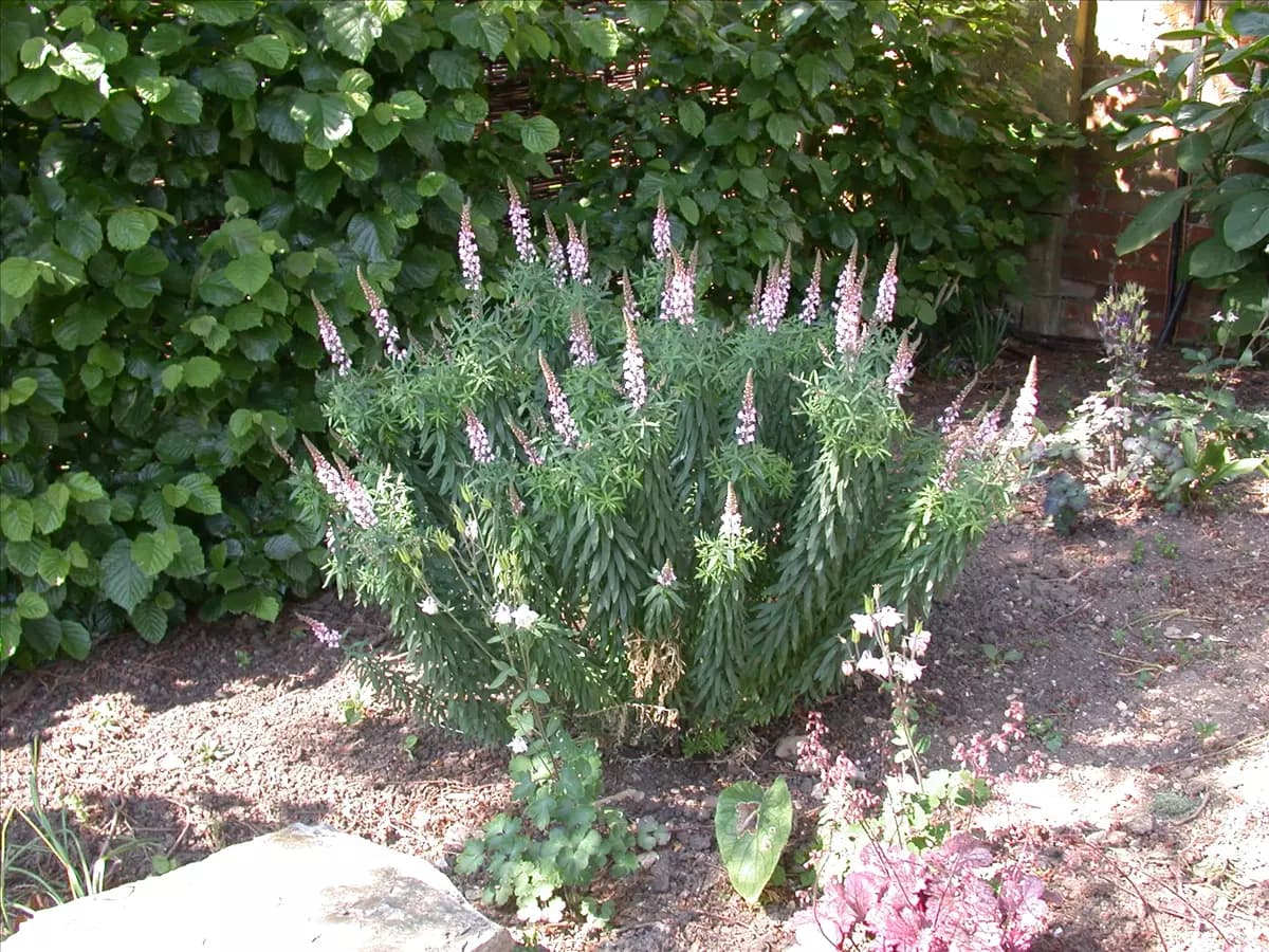 Linaria purpurea Purpurblütiges Leinkraut