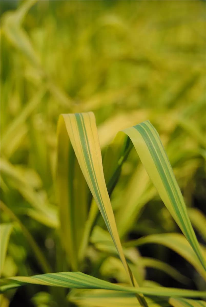 Phragmites australis 'Variegatus' Buntblättriges Schilf