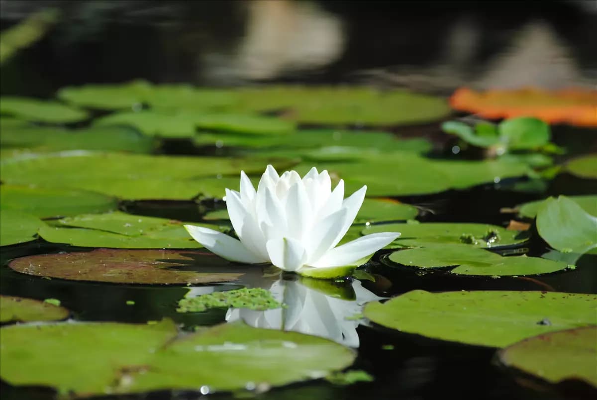 Nymphaea alba Weißblühende Seerose
