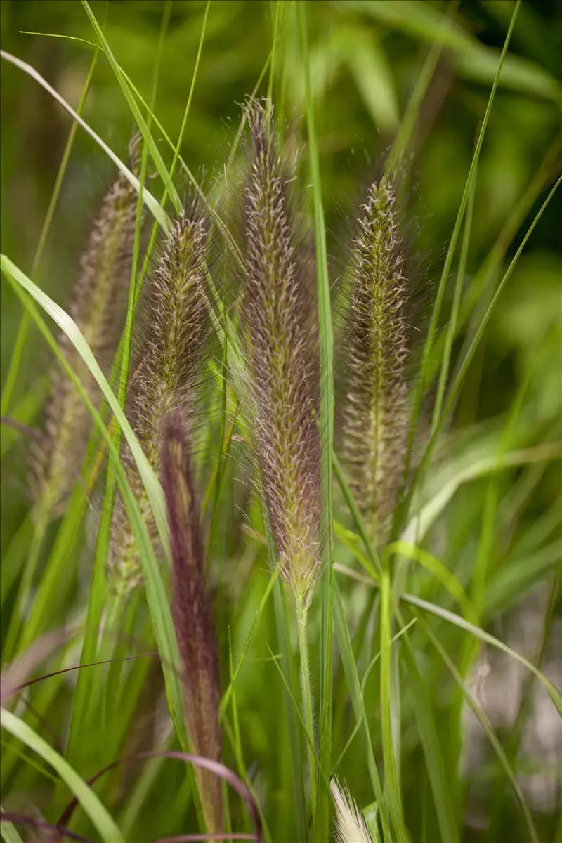 Pennisetum alopecuroides 'Compressum' Garten-Federborstengras