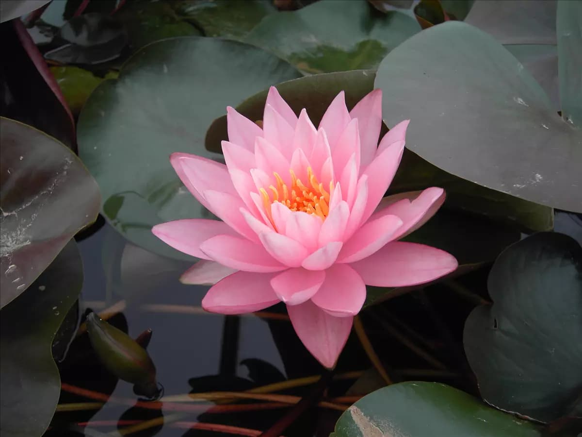 Nymphaea odorata 'Rosennymphe' Wohlriechende Garten-Seerose