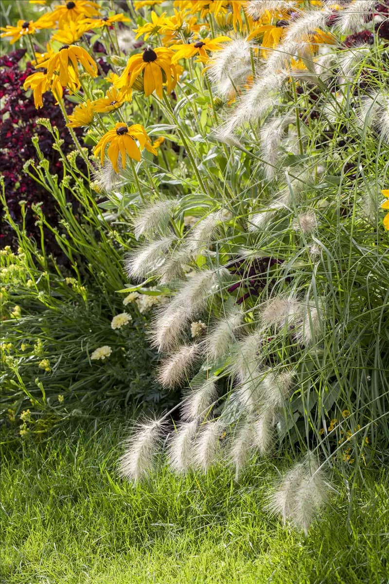 Pennisetum alopecuroides 'Hameln' Garten-Federborstengras