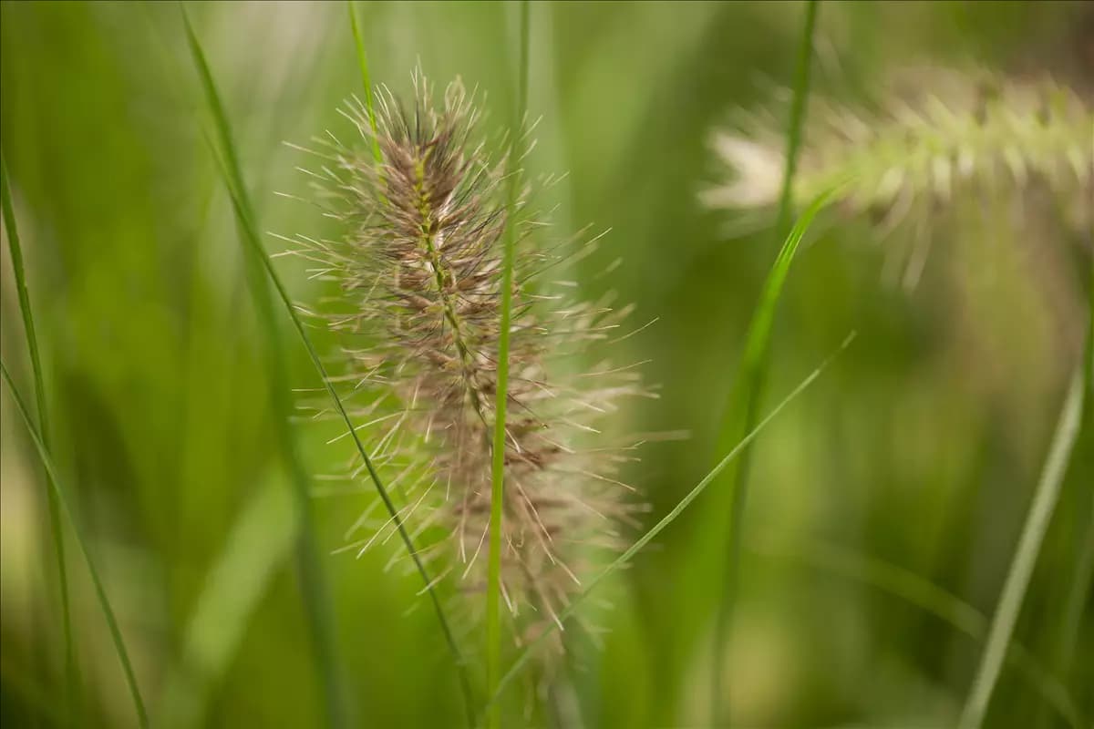 Pennisetum alopecuroides 'Little Bunny' Garten-Federborstengras