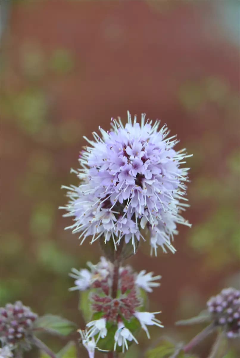Mentha aquatica Bach-Minze