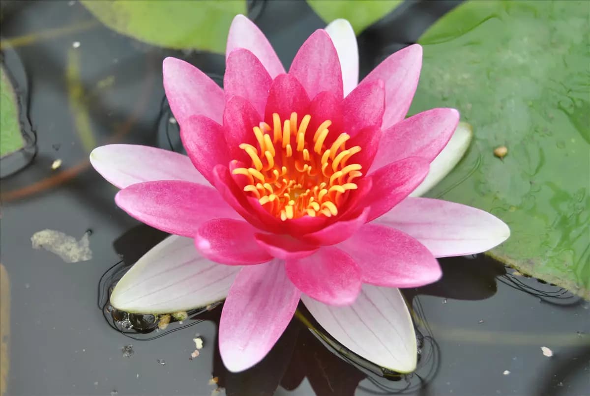 Nymphaea x cult.'Attraction' Garten-Seerose