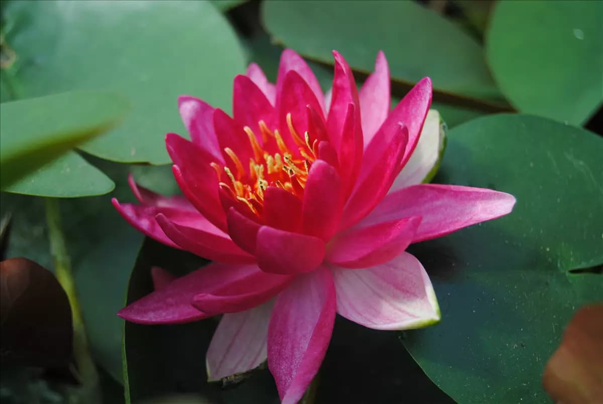 Nymphaea x cult.'Froebeli' Garten-Seerose