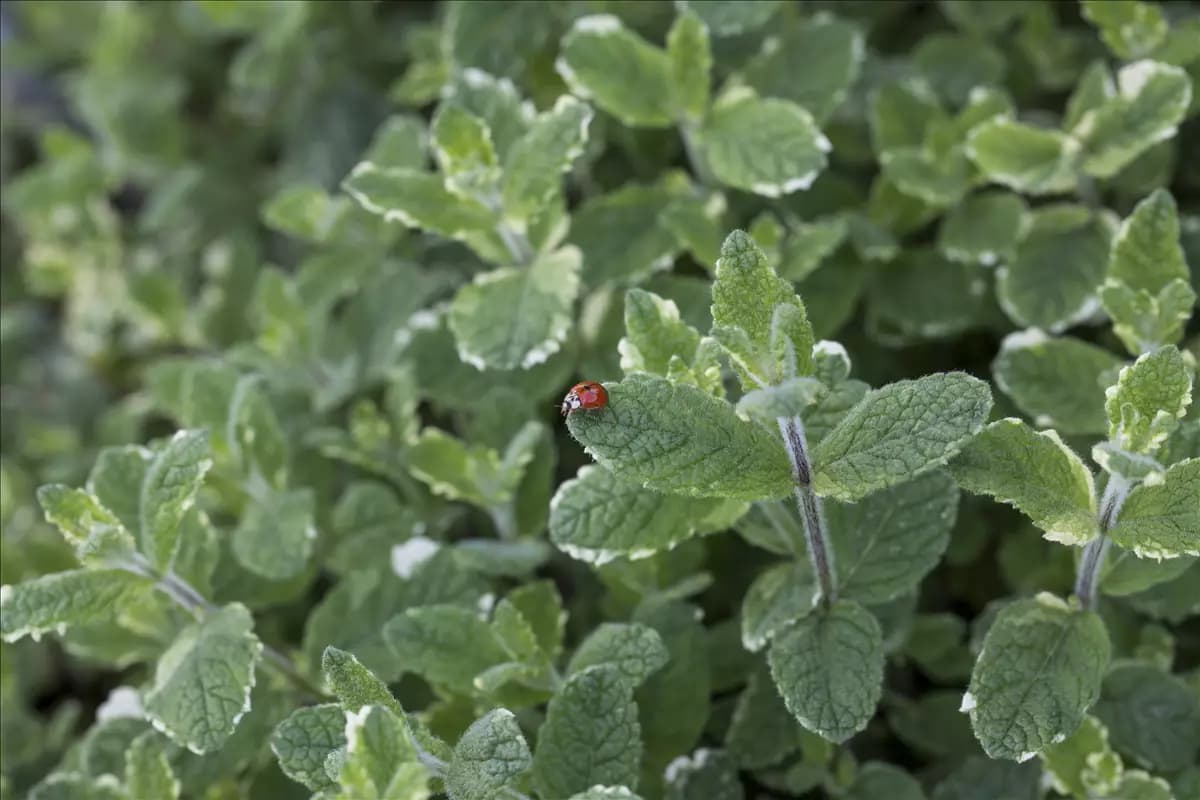 Mentha suaveolens 'Variegata' Buntblättrige Garten-Minze