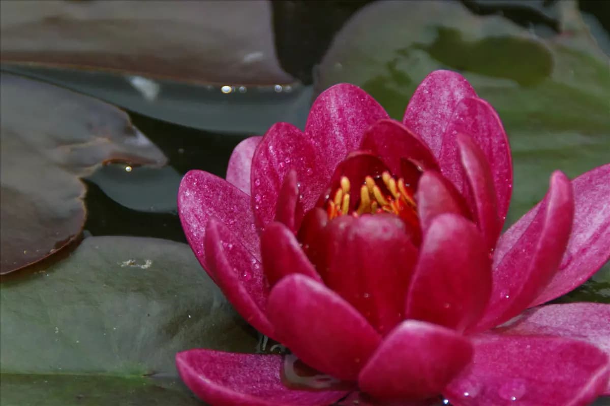 Nymphaea x cult.'James Brydon' Garten-Seerose
