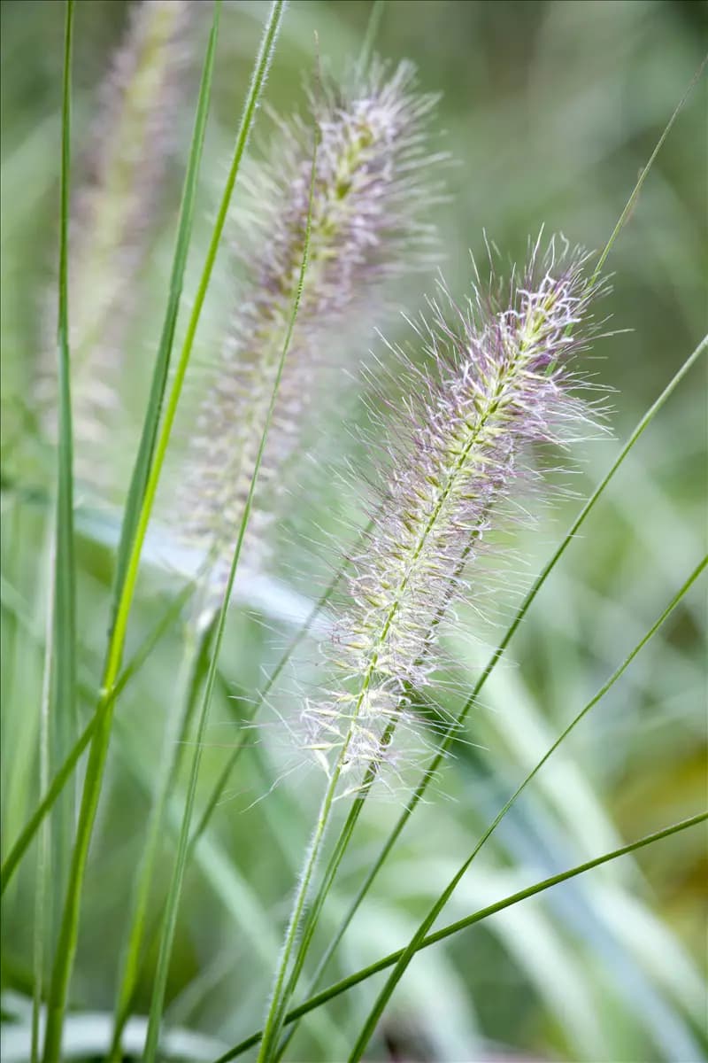 Pennisetum alopecuroides, gen. Asiatisches Federborstengras