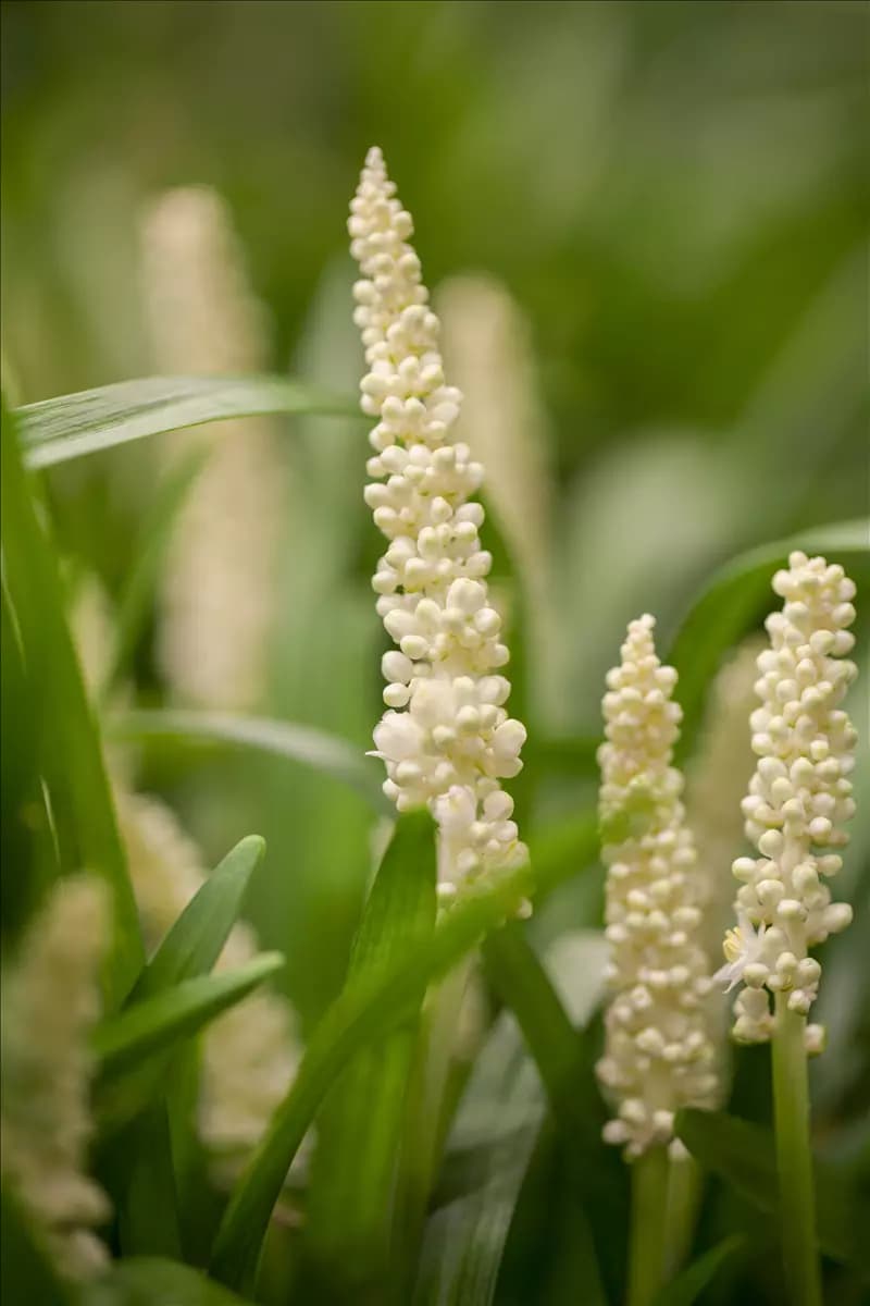 Liriope muscari 'Monroe White' Garten-Glöckchentraube
