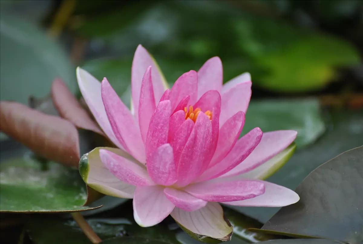 Nymphaea x cult.'Laydekeri Lilacea' Garten-Seerose