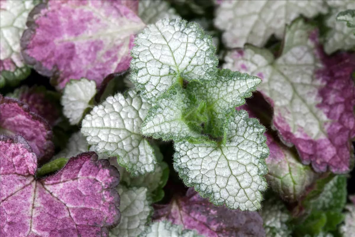 Lamium maculatum 'White Nancy' Gefleckte Garten-Taubnessel