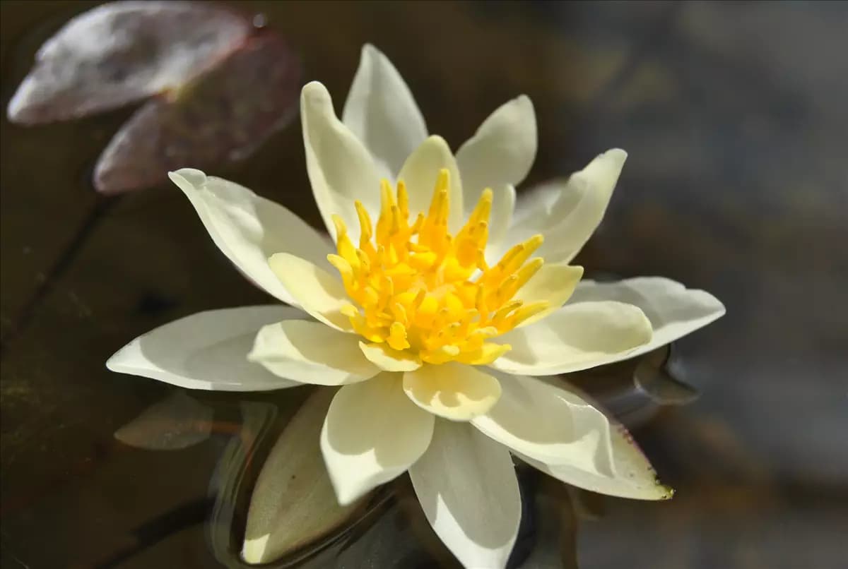 Nymphaea x cult.'Marliacea Chromatella' Garten-Seerose
