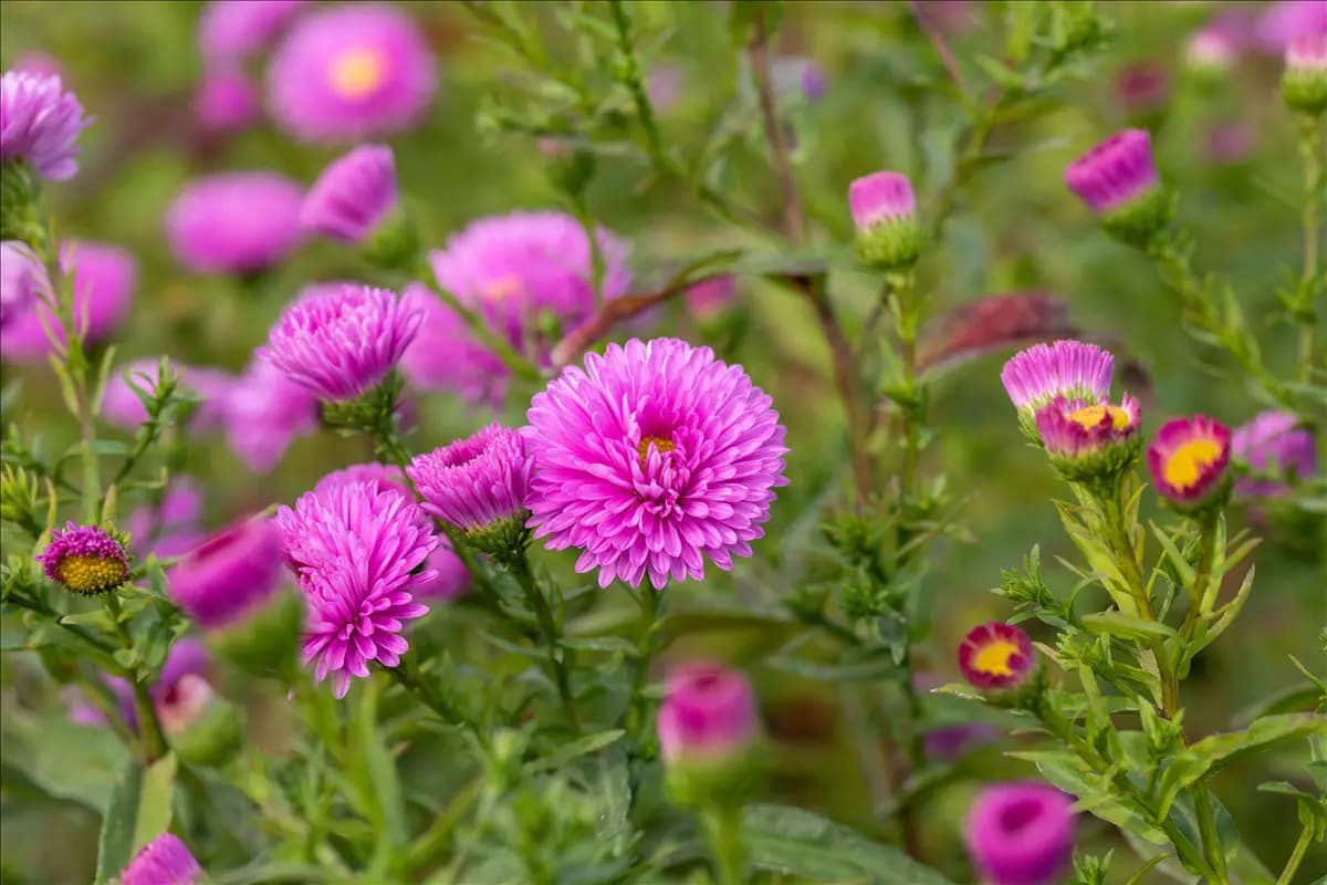 Aster novi-belgii 'Patricia Ballard' Garten-Glattblatt-Aster