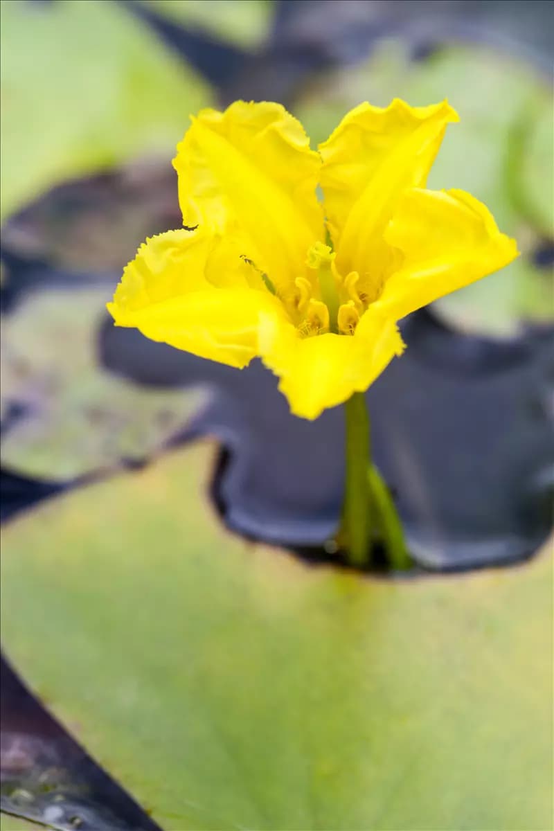 Nymphoides peltata Gewöhnliche Seekanne