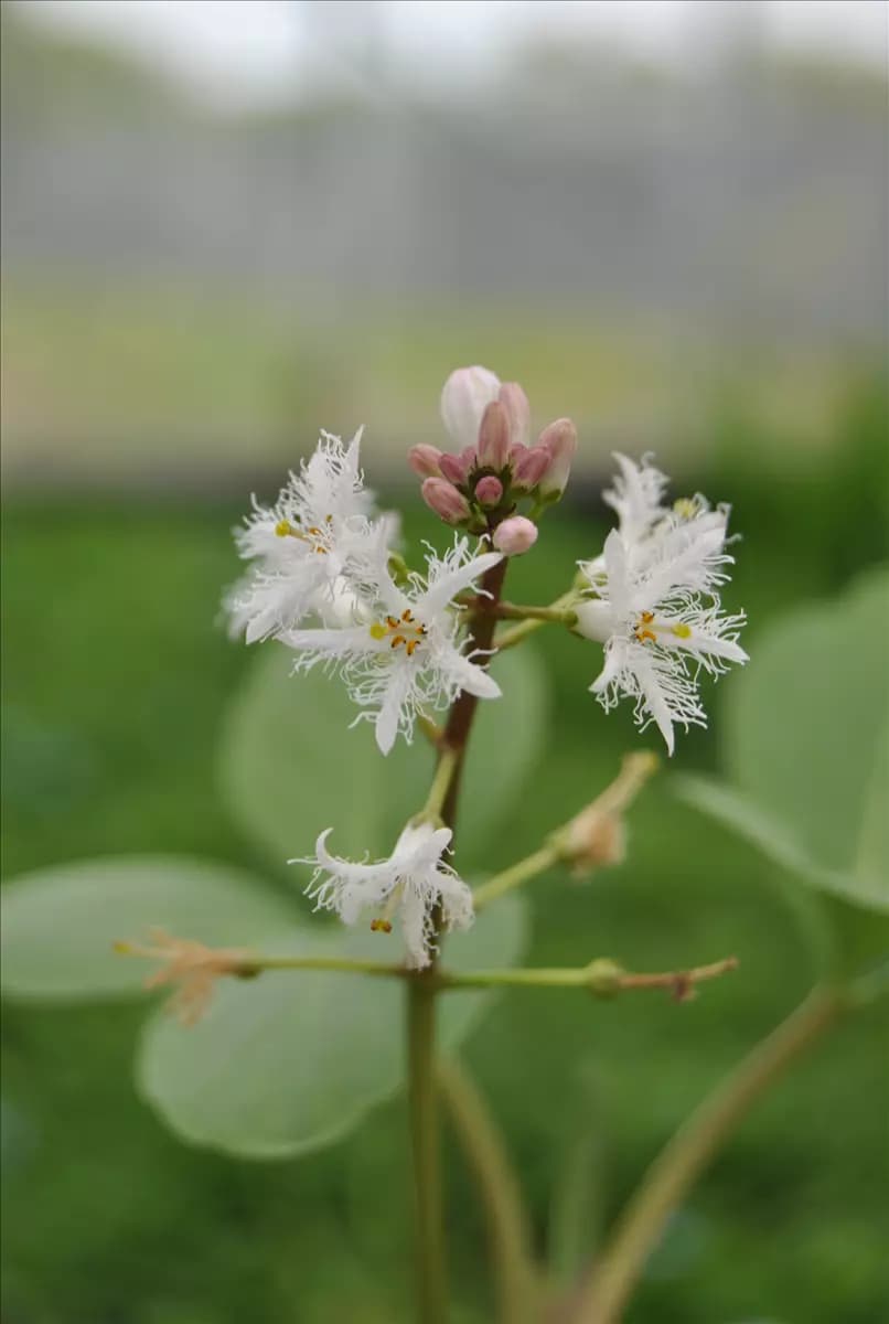Menyanthes trifoliata Fieberklee