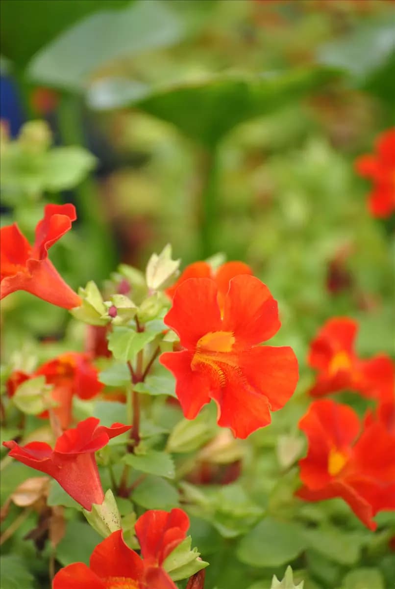 Mimulus cupreus 'Roter Kaiser' Garten-Gauklerblume