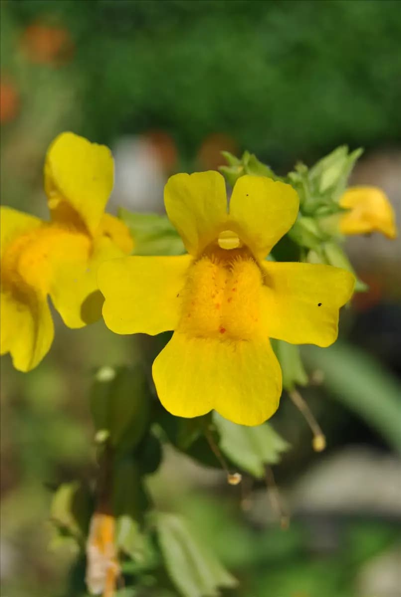 Mimulus luteus Gelbblühende Gauklerblume