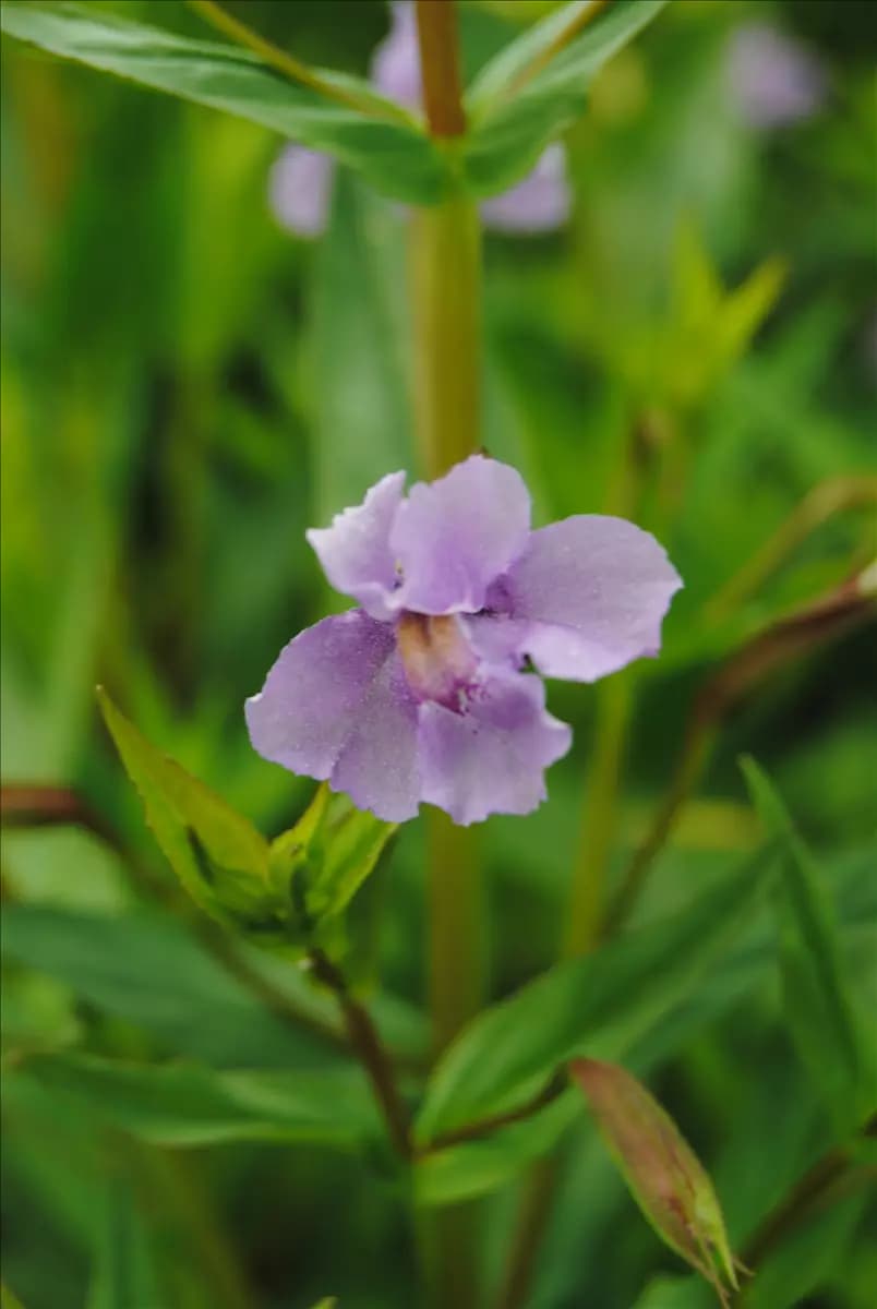 Mimulus ringens Offene Gauklerblume
