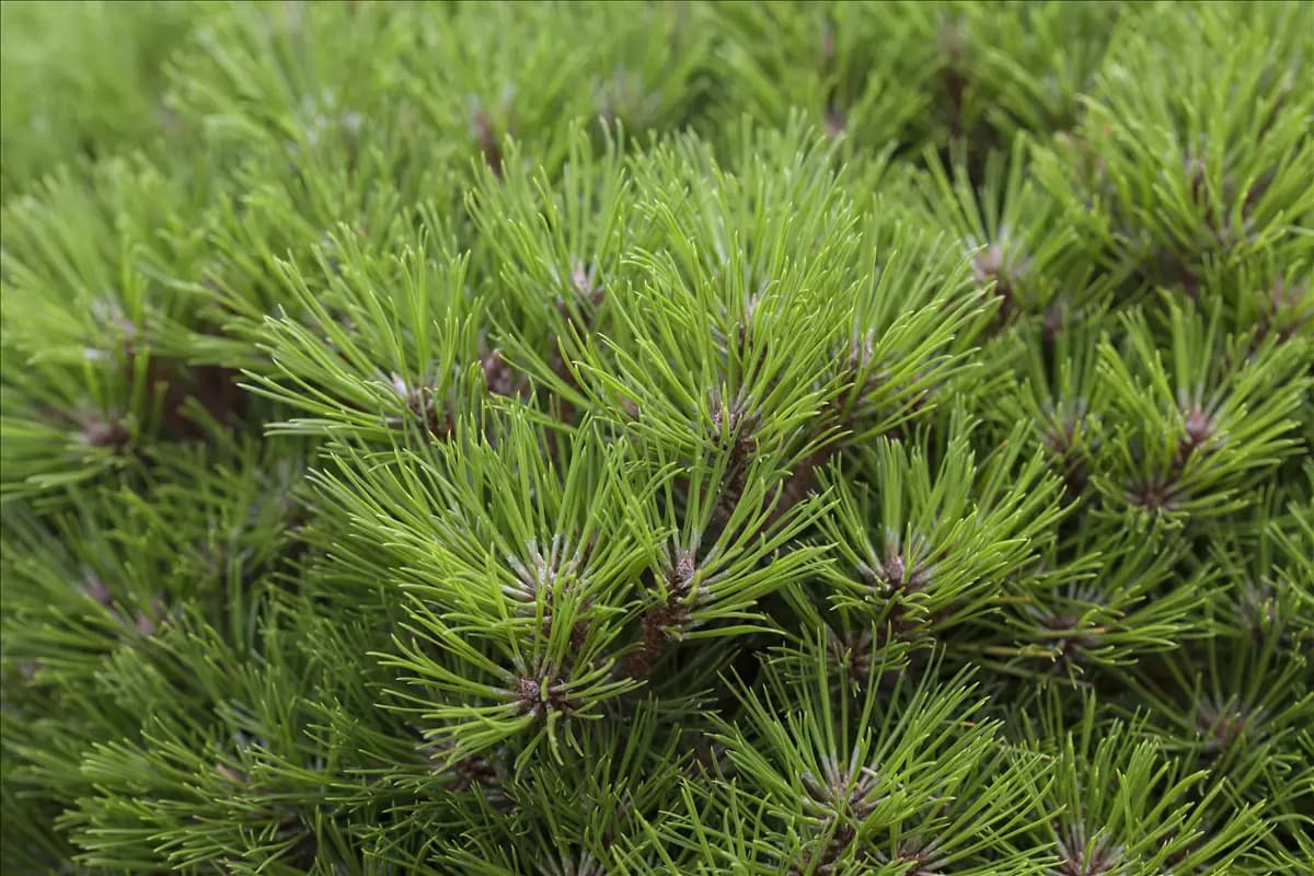Pinus nigra 'Marie Bregeon' -R- Schwarzkiefer 'Marie Bregeon' -R-