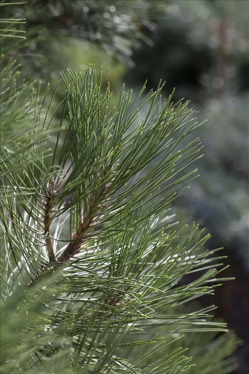 Pinus nigra 'Nana' Strauch-Schwarzkiefer