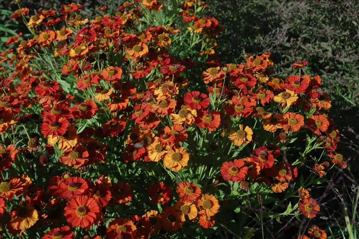 Helenium x cult.'Moerheim Beauty' Garten-Sonnenbraut