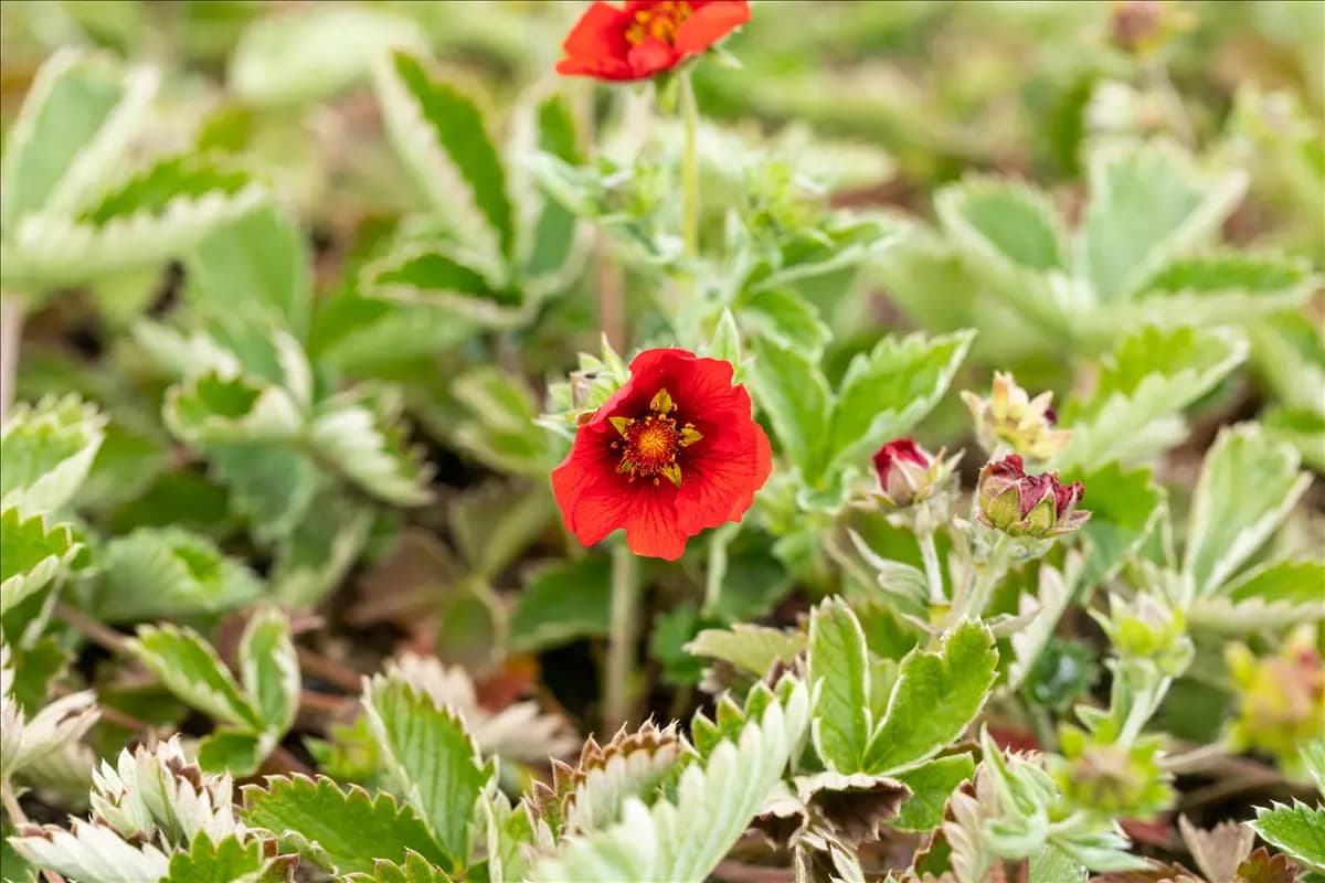 Potentilla atrosanguinea Blutrotblühendes Fingerkraut