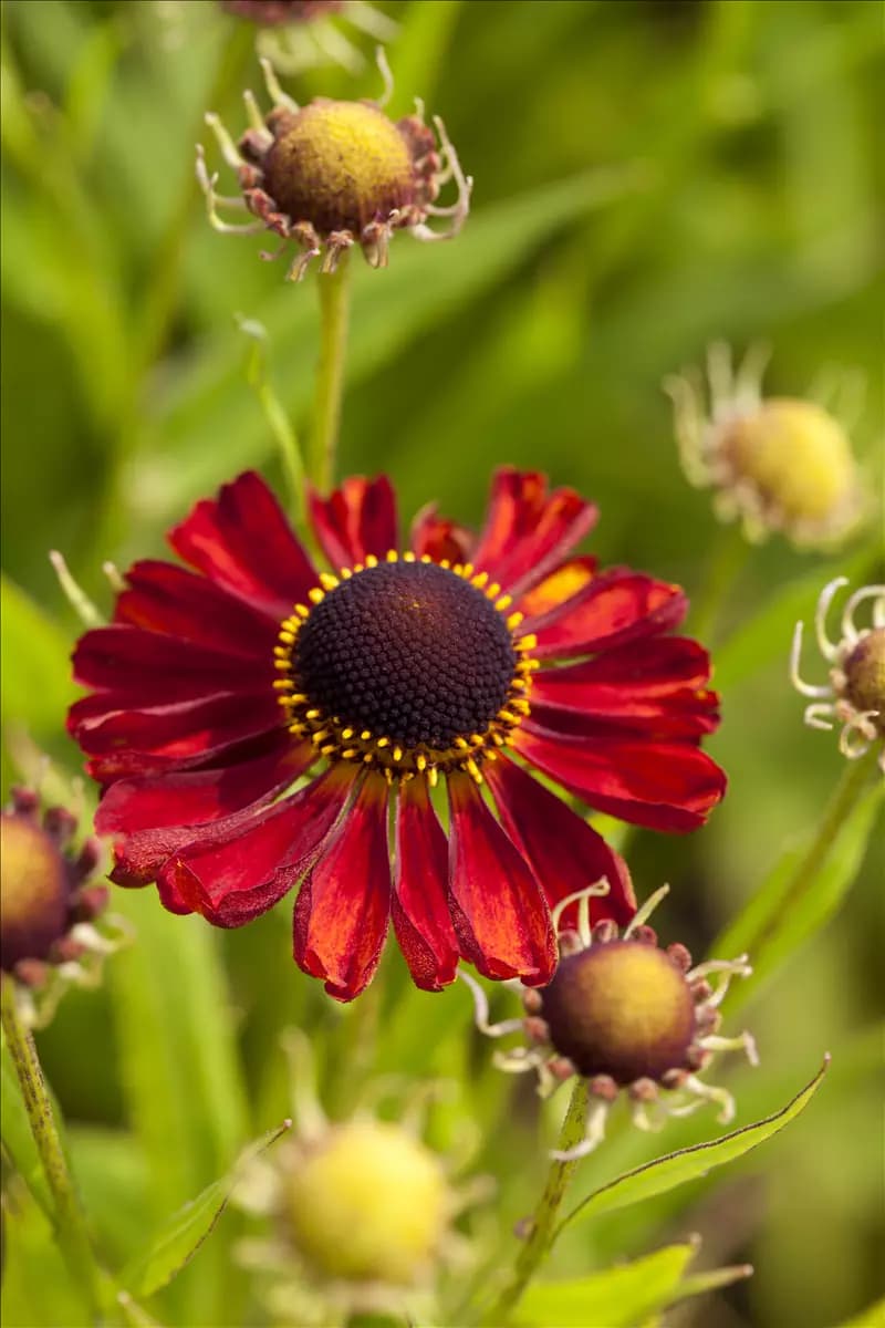 Helenium x cult.'Rubinzwerg' Garten-Sonnenbraut